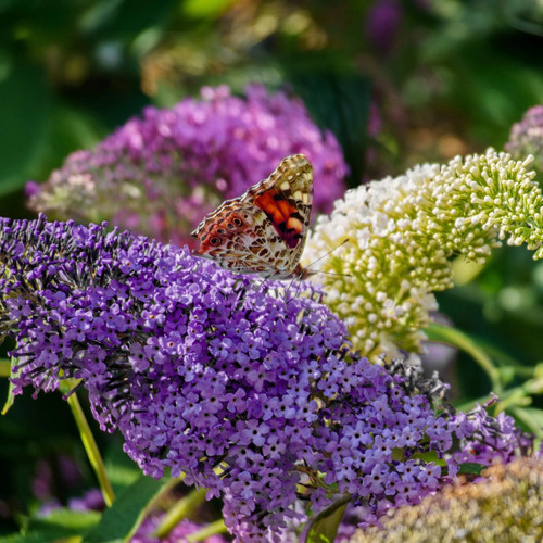 Schmetterlingsflieder buddleja - schmetterlingsflieder,