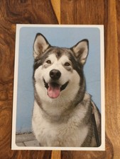 Hundepostkarte ? SIBERIAN HUSKY ? AK HUND Tschechien 