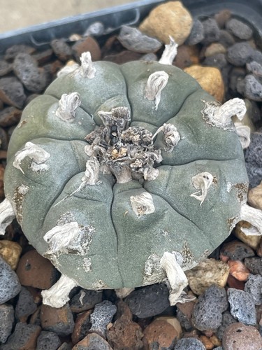 Ariocarpus spec wil - wil., cm