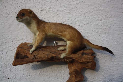 Tierpräparat hermelin - tierpräparat,