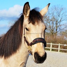 Jasmin blume hackamore - blume,