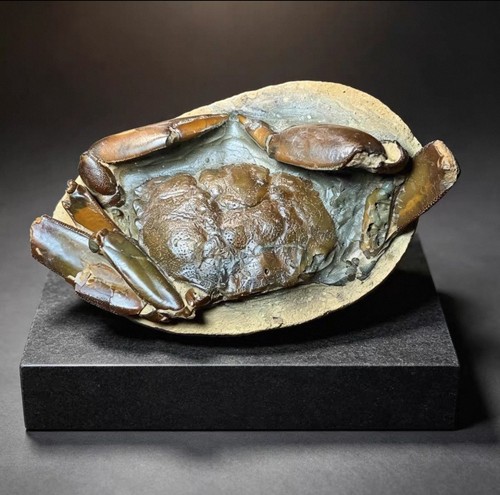 Krebsfossil natürliches - krebsfossil,,