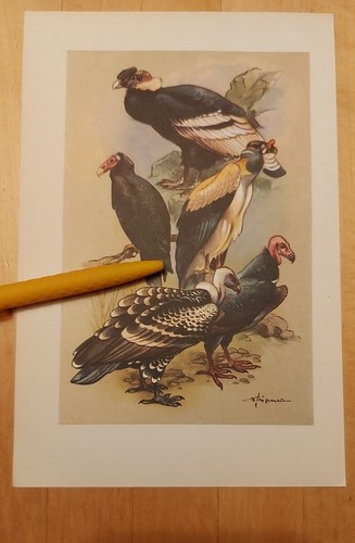 Vögel geier kondor - vögel,