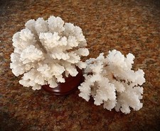 2  echte weiße Koralle, Steinkorallen, Aquarium Dekoration
