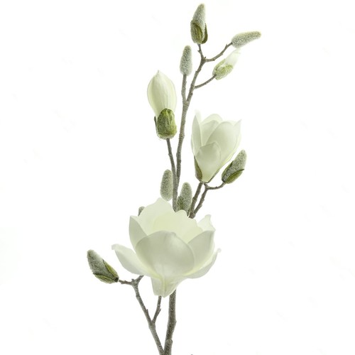 Magnolienzweig weiß geeist - magnolienzweig,