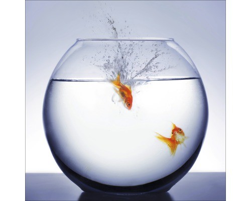 Glasbild diving fish gla495 - glasbild,