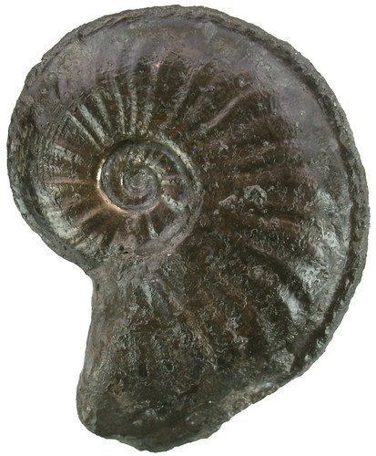 Lias amaltheus margaritatus - lias,