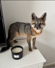 Graufuchs Softmount Taxidermy