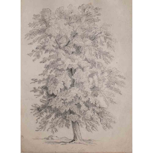 Linde baum botanik baumstudie - baum,