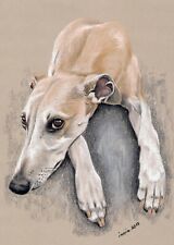 WINDHUND  *  Galgo  Greyhound