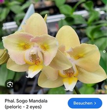 Orchidee Phal. Sogo Mandala (2-eyes) Warmversand 