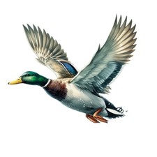 Sticker mallard duck car - 8x,