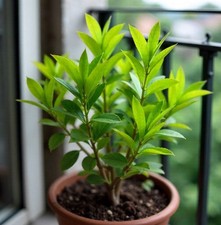 Sandelholz exotische duftende