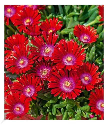 Winterharte eisblume sundella - winterharte,