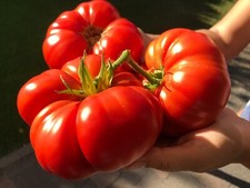 Tomatensamen Italienische