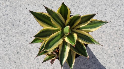 Agave lophantha quadricolor