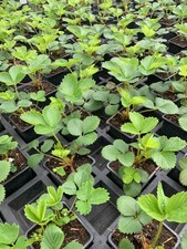 Erdbeerpflanzen getopft aus eig. Produktion 10 St. im Set vers. Sorten Erdbeere