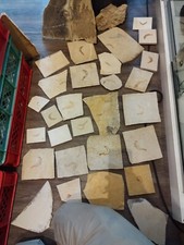 Original Fossilien Sammlung