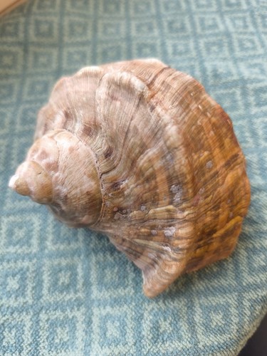 Perlmuttschnecke turbo - perlmuttschnecke,