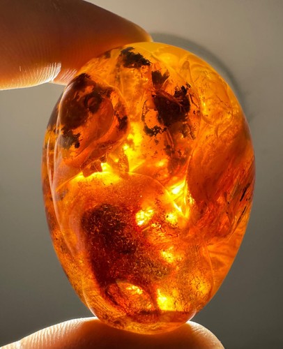 Bernstein fossil polierter - bernstein,