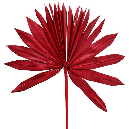 Palmspear sun rot - rot,