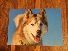Hundepostkarte ? SIBERIAN HUSKY ? AK HUND
