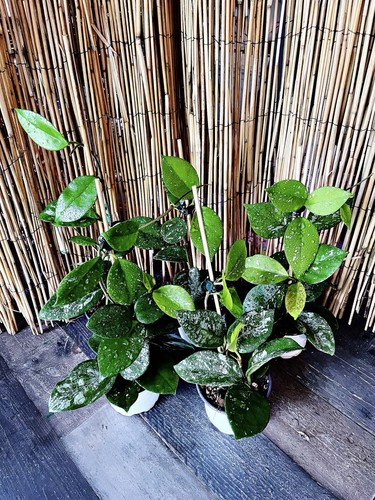 Rare hoya carnosa freckles - rare,