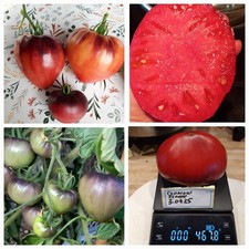    Die Tomate "Sergeant Pepper's rosa- rote     Herzform , 7+  Samen  St Set