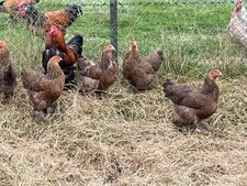 10 Bruteier von Zwerg Brahma