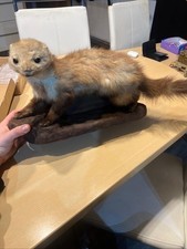 Marder Tierpräparat