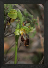 Wilde Orchidee Ophrys Fusca