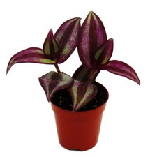 Mini-Pflanze - Tradescantia