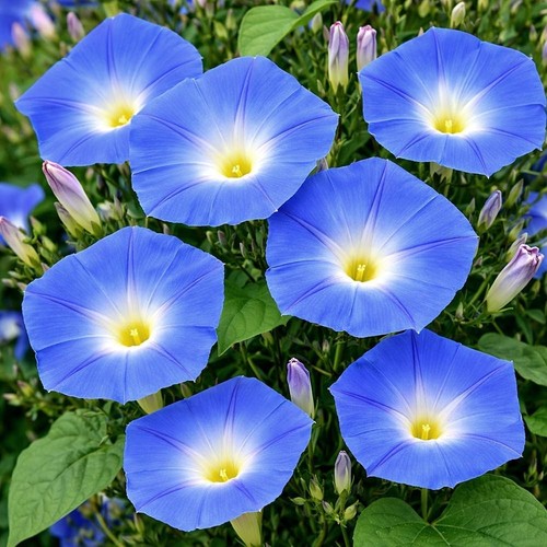 Prunkwinde heavenly blue - prunkwinde,
