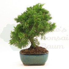 BONSAI Chinesischer Wacholder 'Juniperus chinensis ‘Kishu‘', Winterhart, Robust
