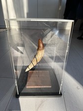 Basilosaurus Dinosaurier Zahn