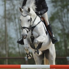 Kavalkade Stollenschutzgurt