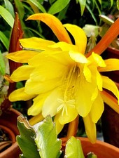 Blattkaktus, riesen gelbe Blüte, Kaktus "Disocactus" sogar Früchte,  5 Samen