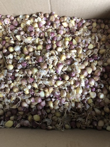 Samen knoblauch aus der - 40,