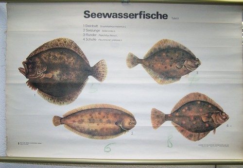Alte lehrtafel wandkarte - alte,