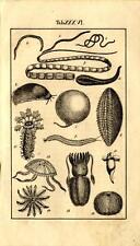 1829 REBAU STICH Würmer, Seeigel, Qualle, Seestern, Tintenfisch, Blutegel