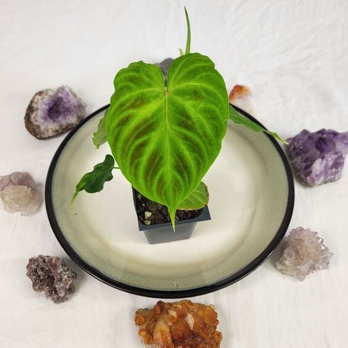 Philodendron verrucosum - philodendron,