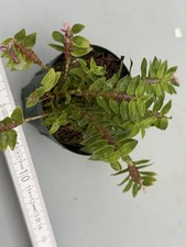 Dendrobium limpidum orchidee - limpidum,