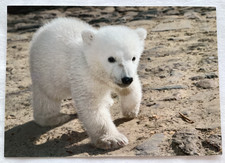Portrait "Eisbär KNUT, Zoo