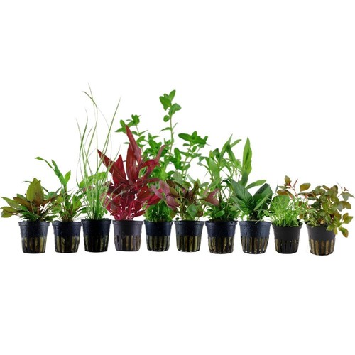 Pflanzen set für 80l aquarien - für,
