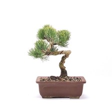 BONSAI Mädchenkiefer 'Pinus