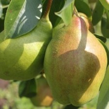 Birnenbaum Lipcówka -