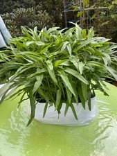 Wasserspinat Samen (Ipomoea