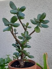 schöner ca. 30 cm großer