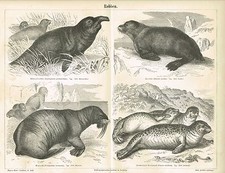 Plaque SEALS / WALRUS / SEAL /