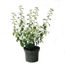 Fränkische Haferschlehe - Schlehdorn